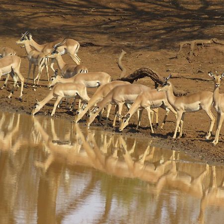 Sable Creek Safari Lodge Цанін Екстер'єр фото