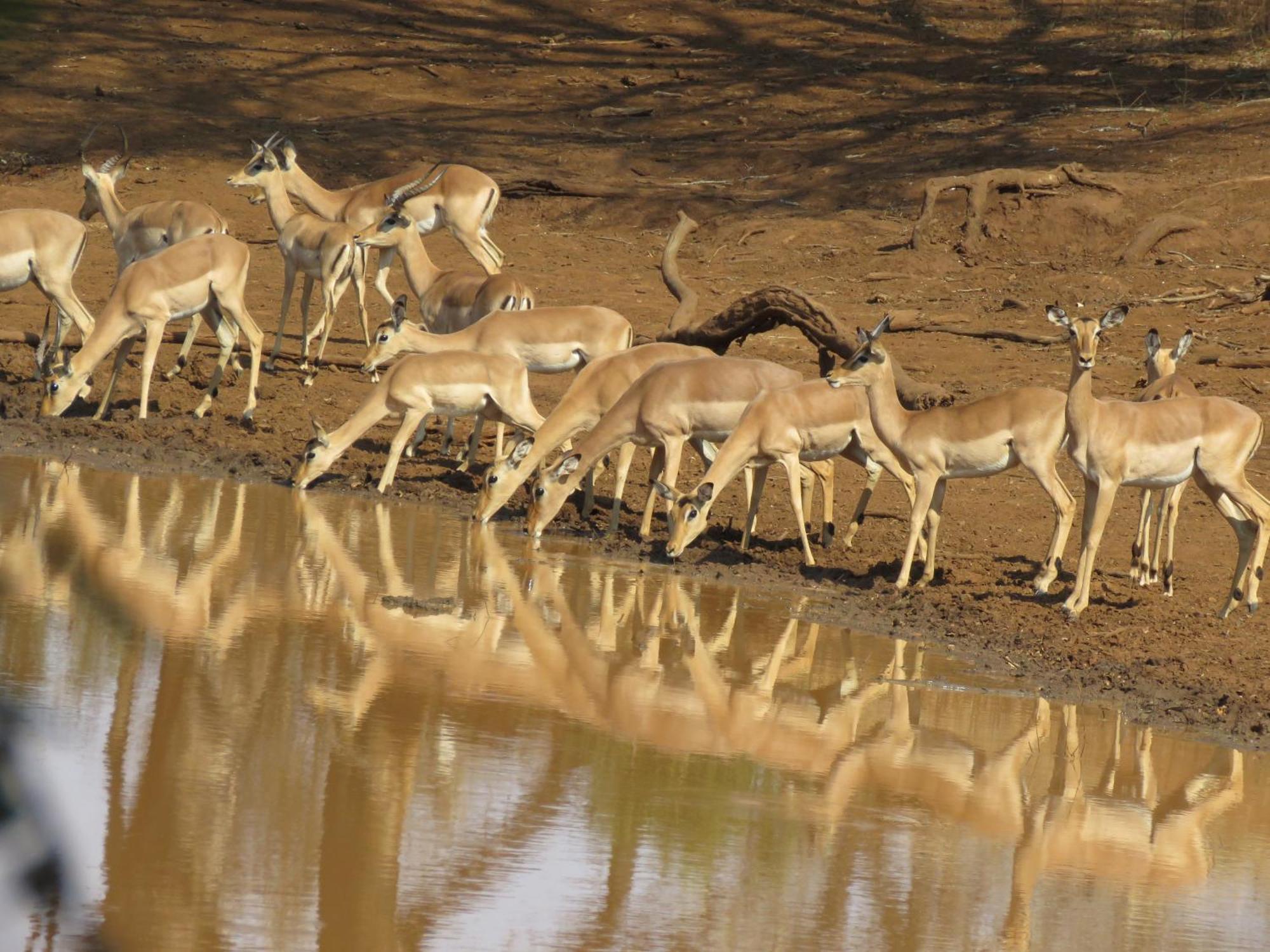 Sable Creek Safari Lodge Цанін Екстер'єр фото