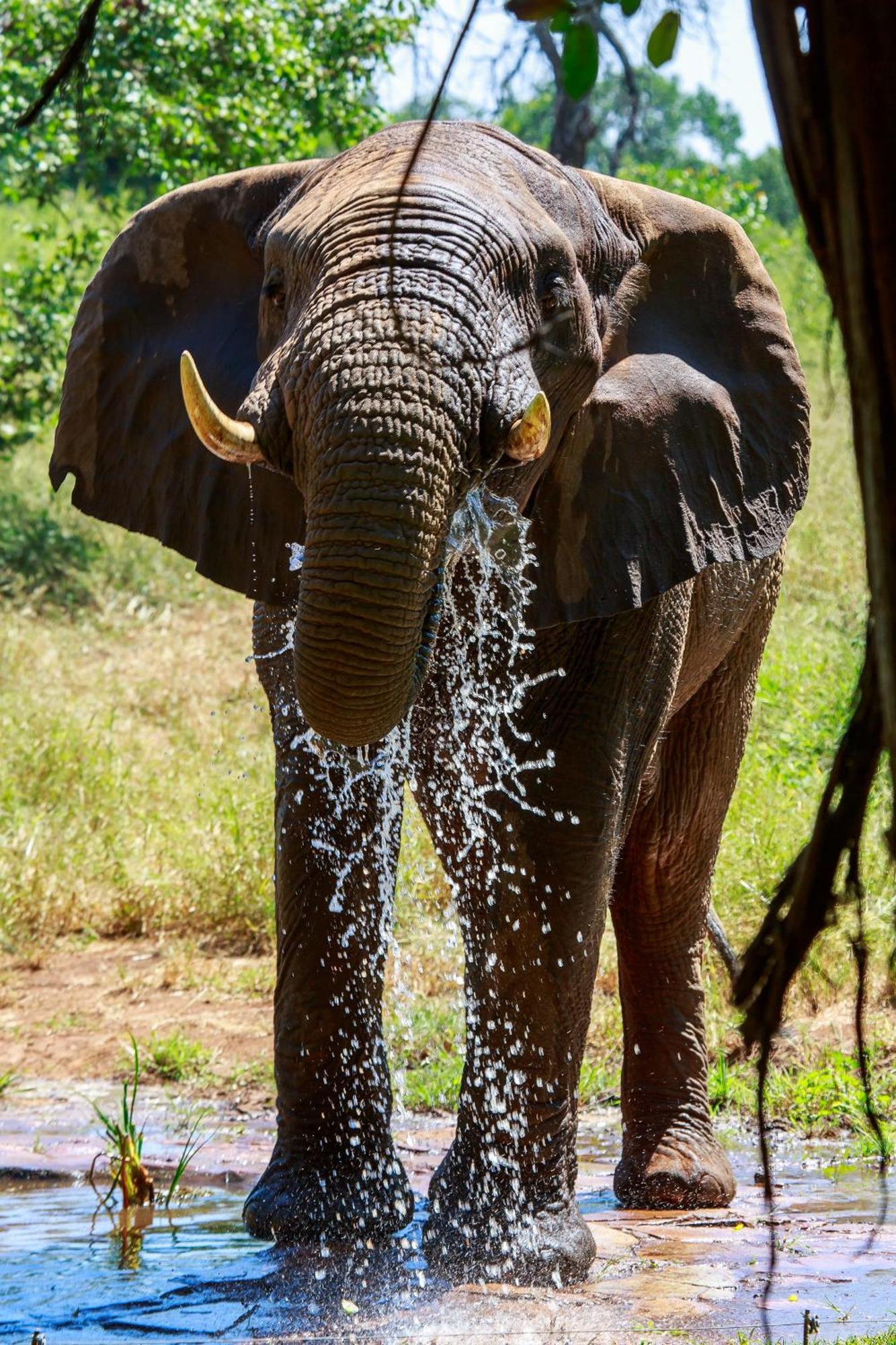 Sable Creek Safari Lodge Цанін Екстер'єр фото