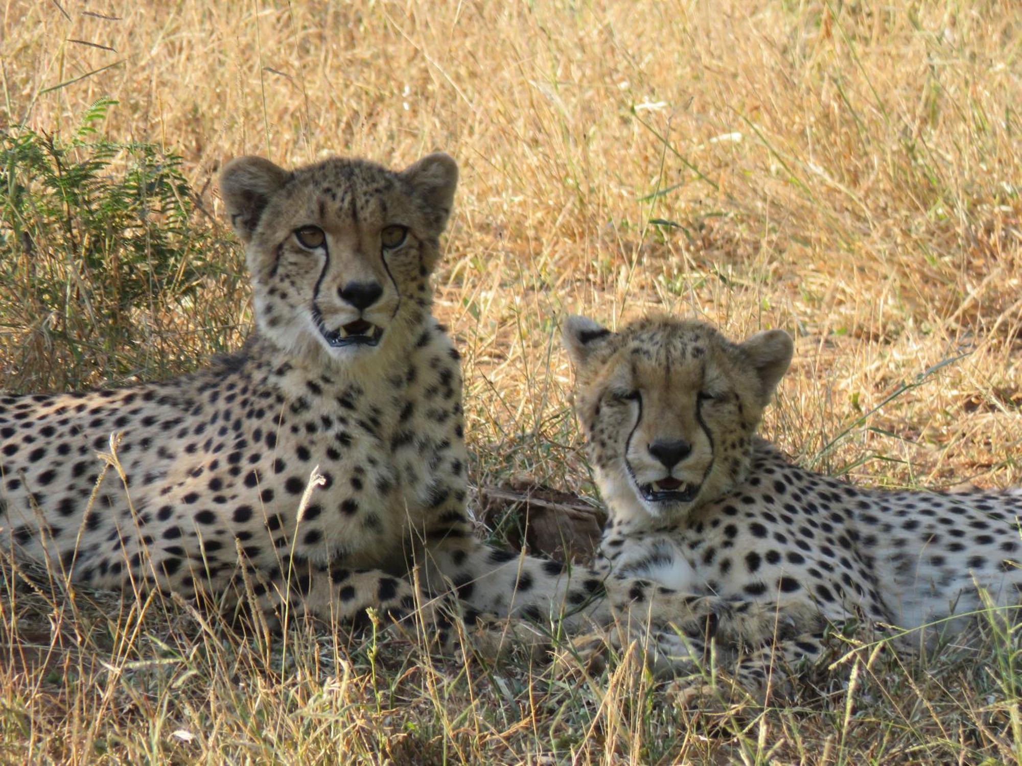 Sable Creek Safari Lodge Цанін Екстер'єр фото